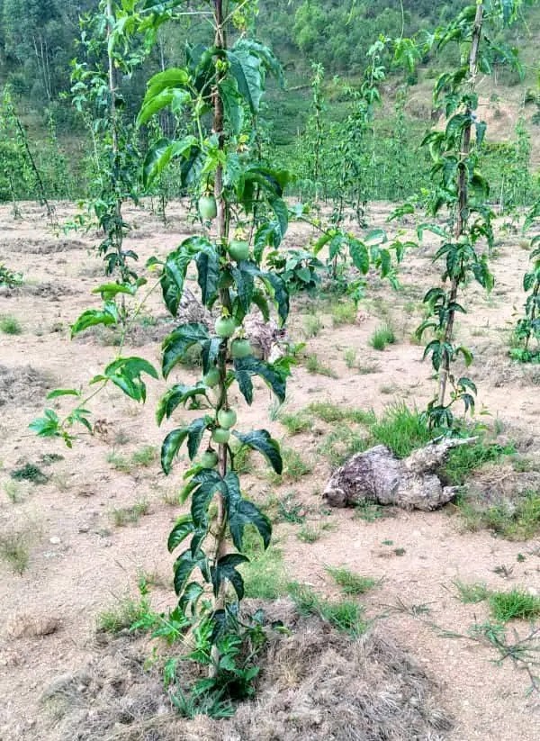 Agriculture Therismos